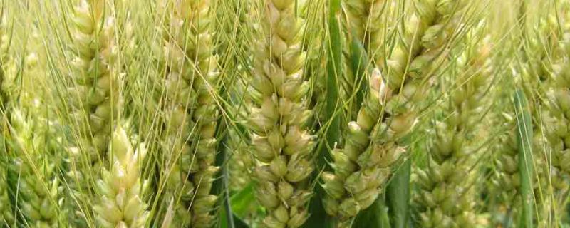 江麦186小麦种简介，高抗叶锈病