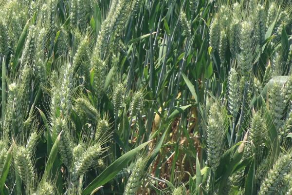郑品优9号小麦品种的特性，每亩适宜基本苗16－20万