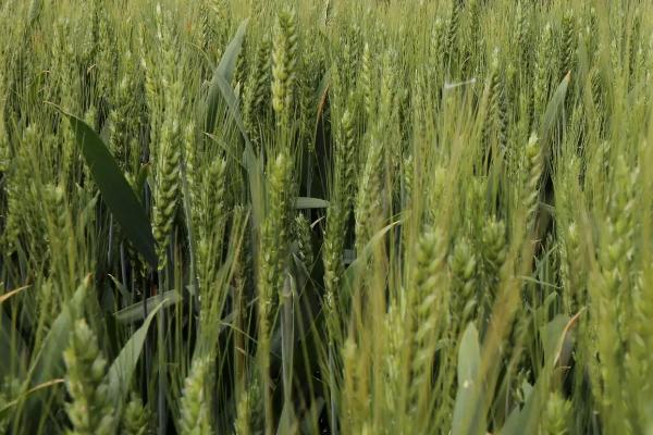 涡麦182小麦品种的特性，适宜播期10月上中旬