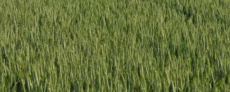 涡麦1211小麦品种简介，适宜播期10月上中旬