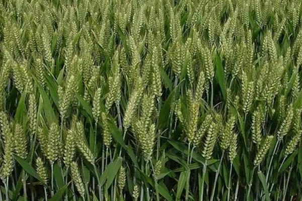 徽研912小麦种子介绍，适宜播期10月中下旬