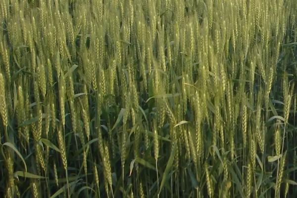 齐民8号小麦品种的特性，每亩适宜基本苗15万－18万
