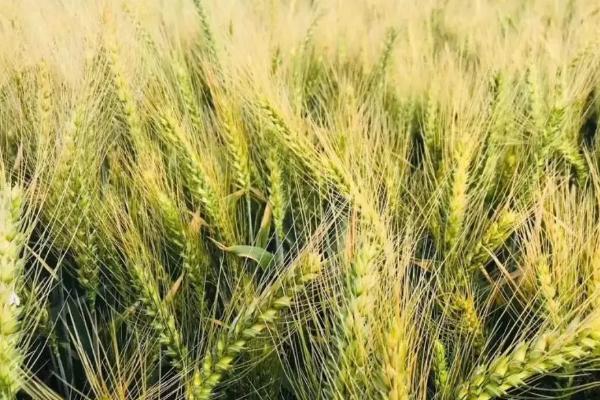 郑麦6694小麦品种简介，适宜播种期10月上中旬