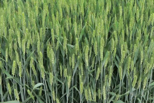 巴麦13号小麦品种简介，中抗叶锈病