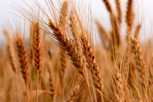 郑麦6694小麦品种简介，适宜播种期10月上中旬