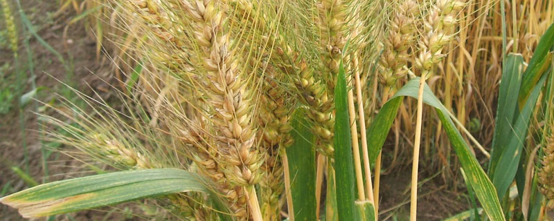 临旱8号小麦种简介，每亩适宜播量9－15千克