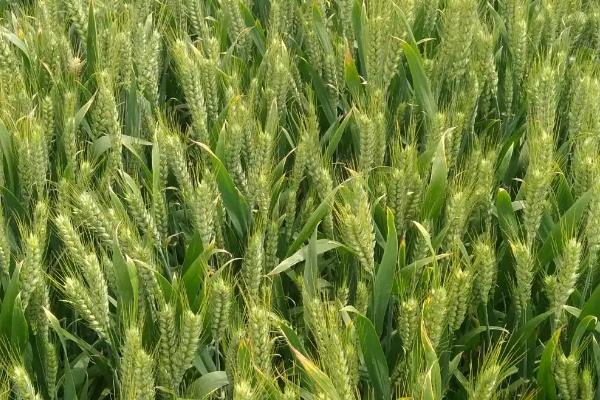 齐民8号小麦品种的特性，每亩适宜基本苗15万－18万