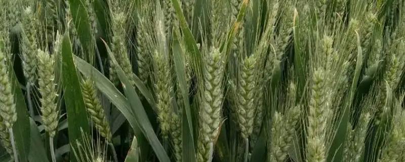 濮麦087小麦种简介，适宜播种期10月上中旬
