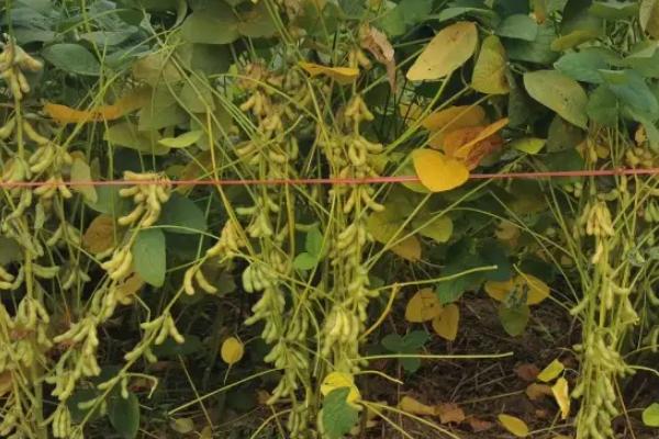 冀豆24大豆品种的特性，中等肥力地块15000株