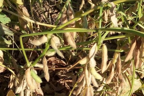 冀豆24大豆品种的特性，中等肥力地块15000株