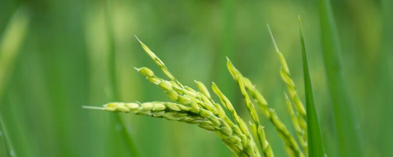 淮6152水稻种子介绍，每亩有效穗数21.3万穗