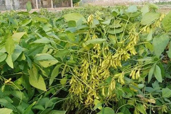 郑1311大豆种子简介，亩种植密度约12500株
