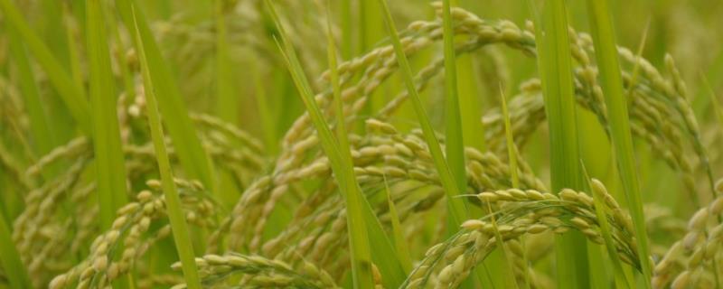 常优17－7水稻种子特征特性，全生育期152.2天