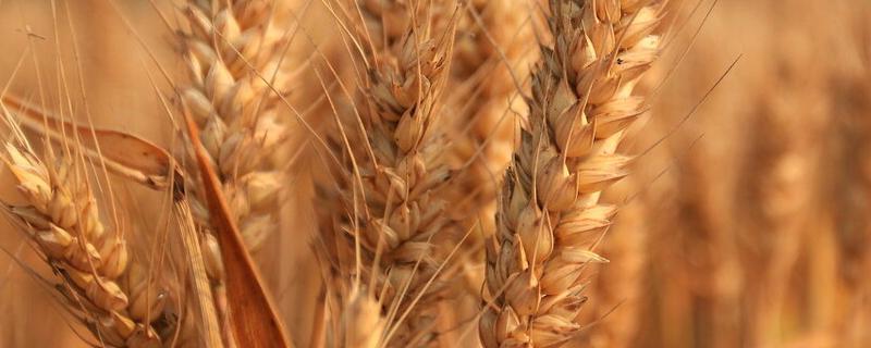乐麦G1302小麦种子特点，每亩基本苗以15万左右为宜