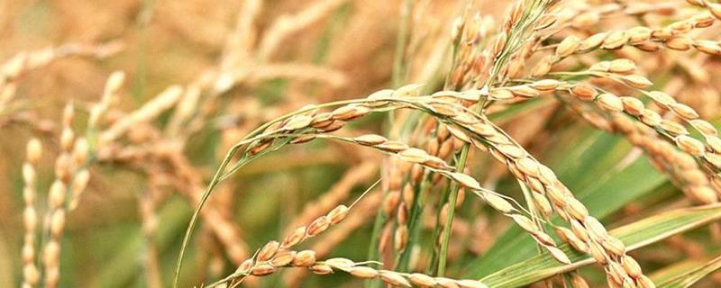 晶两优1273水稻品种的特性，一般7月上中旬播种