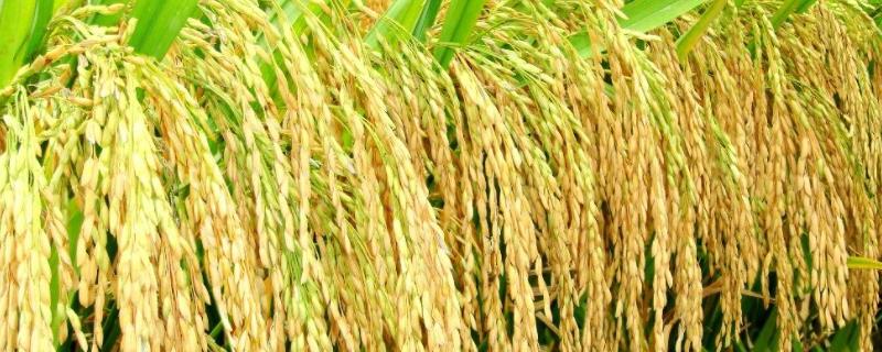 韵两优3858水稻种子特点，中抗稻瘟病