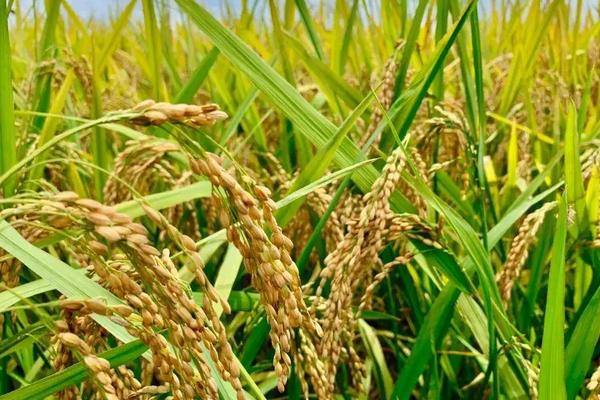 悦两优531水稻种简介，每亩插足基本苗6万以上