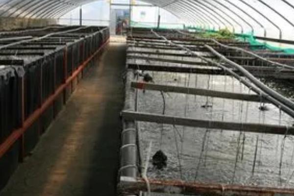 虾的养殖技术，首先要确保水质的干净