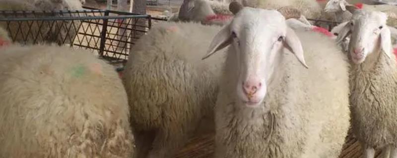 新疆羊的品种，常见的有阿勒泰大尾羊、刀郎羊等