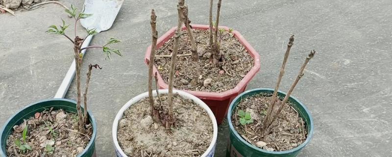 牡丹枝条干枯了还能不能发芽，只要根系正常便可发芽