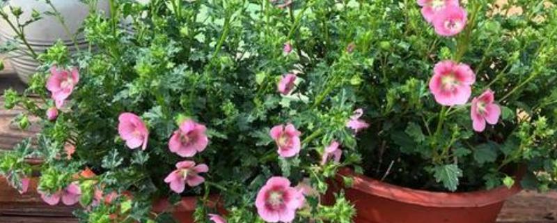 木槿花的养护方法，温度维持在18-25℃最佳