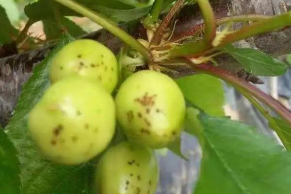 樱桃疮痂病的症状，果实染病初期会生暗褐色圆斑