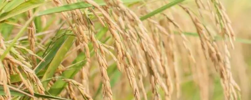 优质水稻品种，常见的有五优稻2号、越光、龙稻18等