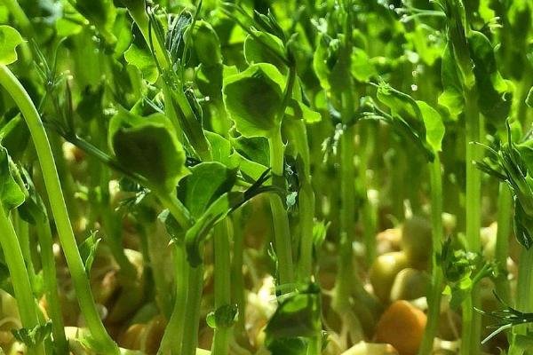 豌豆苗的种植方法，浸泡豌豆的时候要保持6到8个小时