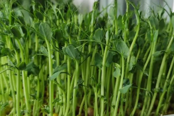 豌豆苗的种植方法，浸泡豌豆的时候要保持6到8个小时