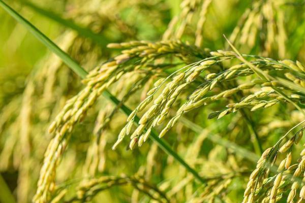 优质水稻品种，常见的有五优稻2号、越光、龙稻18等