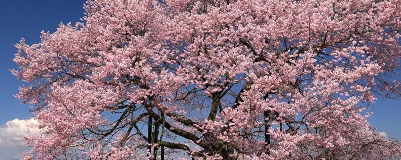 3月哪些树开花了，常见的有槐树、碧桃树、樱花树等