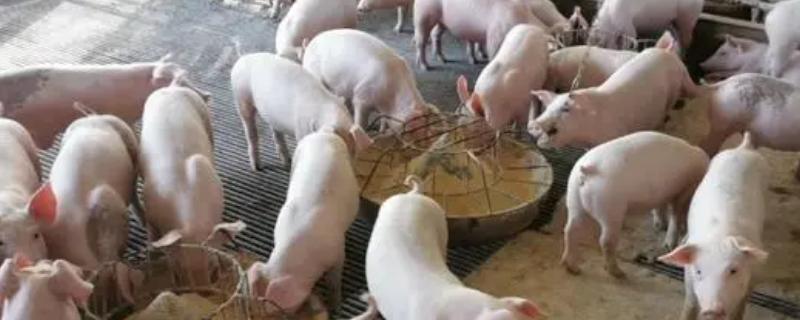 发酵饲料喂猪有哪些优缺点，可降低饲料总成本但可能会出现健康问题