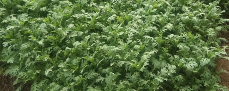 茼蒿的种植方法，2-5月份种植为佳