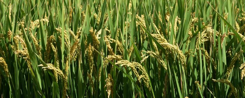 隆晶优2319水稻种子特征特性，全生育期118.5天