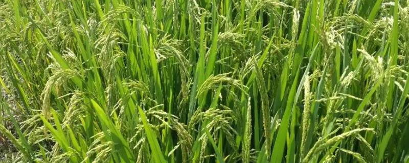 桃秀优美珍水稻品种的特性，籼型三系杂交水稻品种