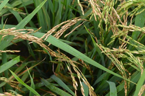 中浙优26水稻种子特点，同时做好对纹枯病的防治工作