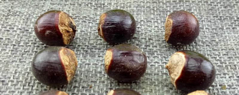 桂圆种子如何制作小盆栽，种子需要在水中浸泡至裂开再种植