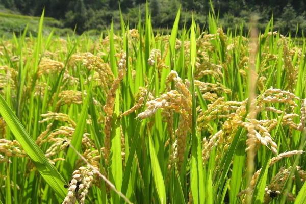 珍两优4114水稻品种的特性，每亩秧田播种量8－10千克