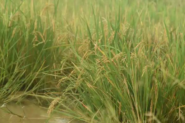华浙优223水稻种子特征特性，每亩有效穗数14.1万穗