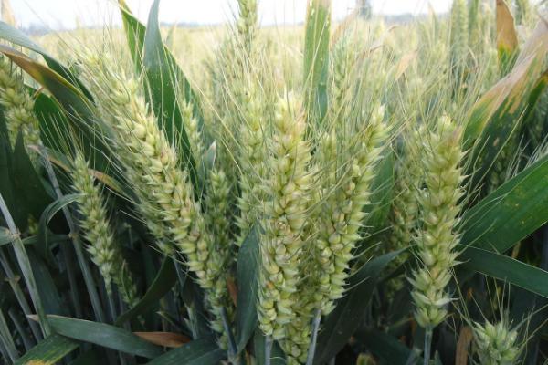 齐民29号小麦品种简介，每亩基本苗15万左右