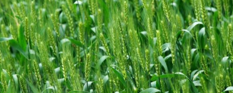 齐民29号小麦品种简介，每亩基本苗15万左右