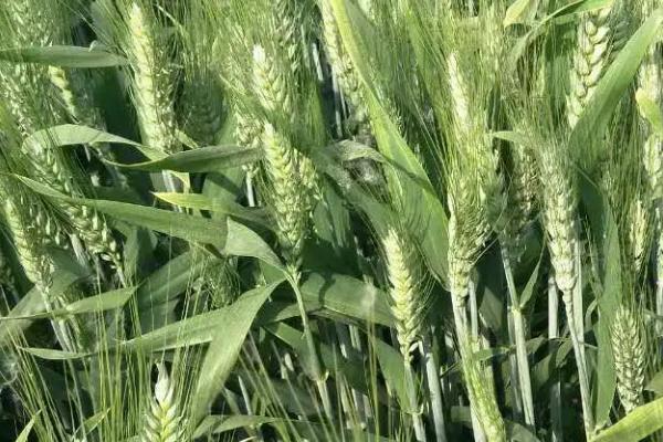 菏麦1902小麦种子介绍，每亩基本苗18-20万左右