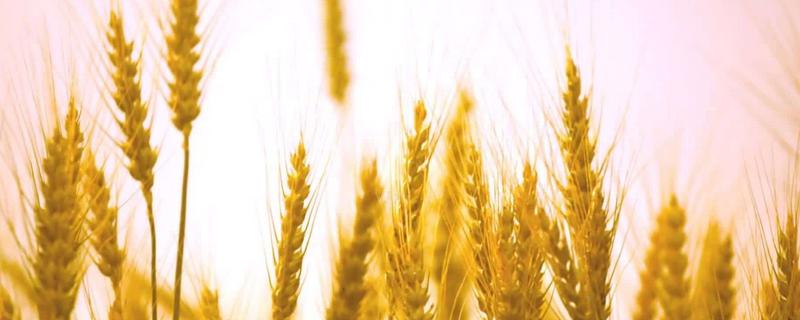 潍麦16小麦品种的特性，适宜播期10月上中旬