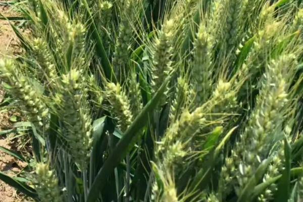 济麦34小麦品种的特性，每亩基本苗12-16万
