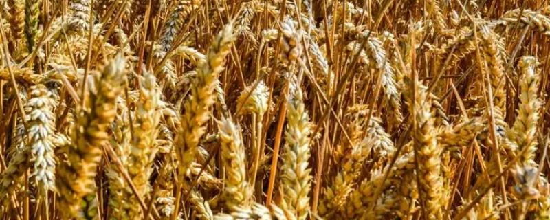 菏麦1902小麦种子介绍，每亩基本苗18-20万左右