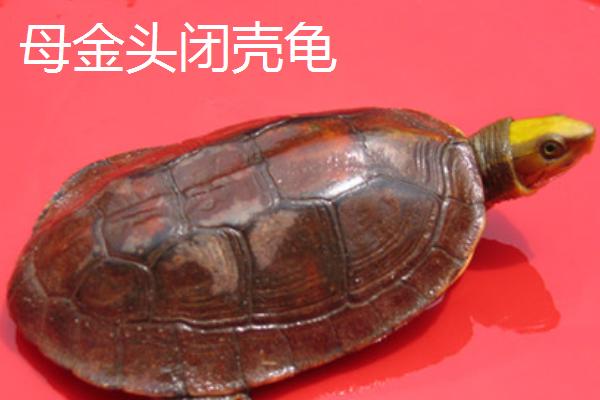 金头闭壳龟怎么分公母，通常从观察外形来分辨