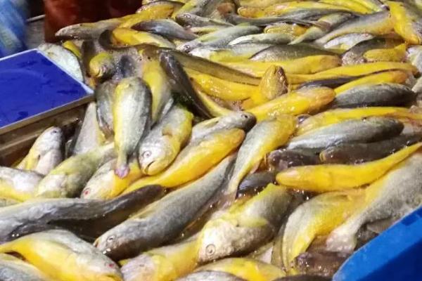 阳江黄花鱼的价格，各地区的市场售价不同