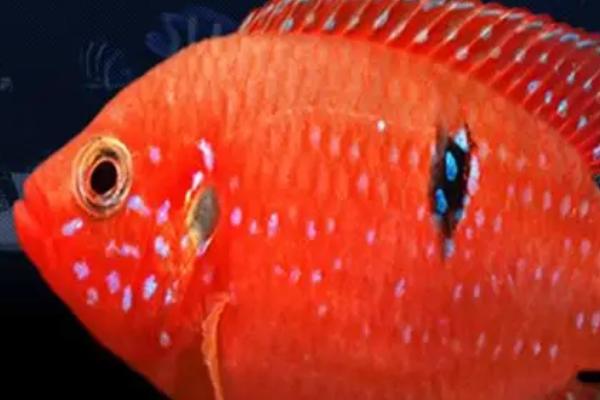 红宝石鱼怎么变红，需要将水温调节到25℃左右