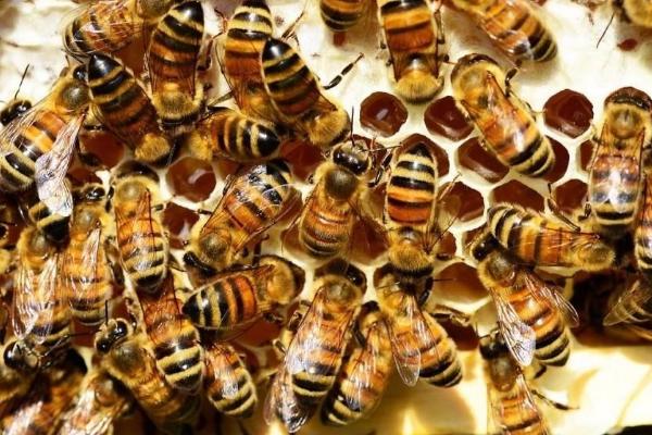 蜜蜂秋季的管理技术，换王之后对蜂群进行奖励饲喂