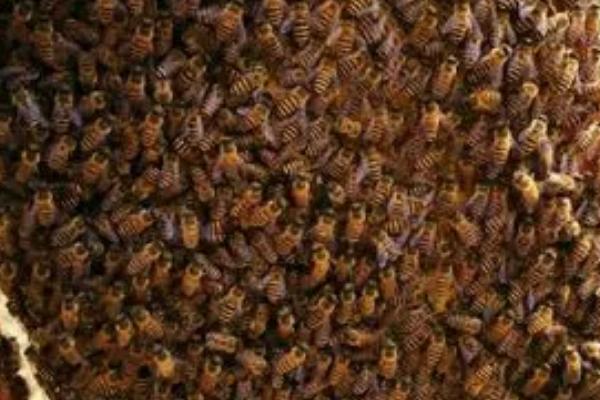 蜜蜂秋季的管理技术，换王之后对蜂群进行奖励饲喂